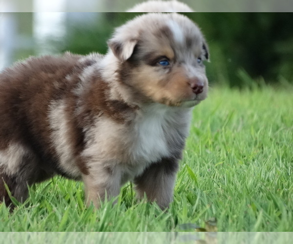 Medium Photo #5 Australian Shepherd Puppy For Sale in OZARK, AR, USA