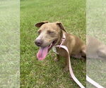 Small #10 Bulldog Mix