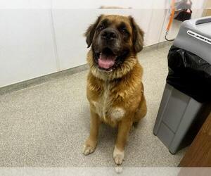 Saint Bernard-Tibetan Mastiff Mix Dogs for adoption in Fort Collins, CO, USA