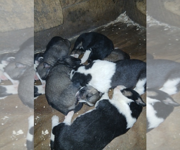 Medium Photo #2 Siberian Husky Puppy For Sale in LONG EDDY, NY, USA