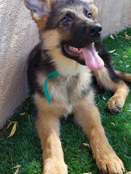 Medium Photo #1 German Shepherd Dog Puppy For Sale in HENDERSON, NV, USA
