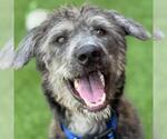 Small #2 Poodle (Miniature) Mix