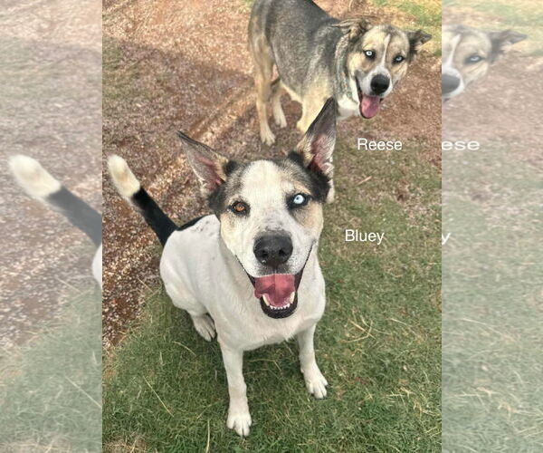 Medium Photo #1 Siberian Husky-Unknown Mix Puppy For Sale in Cedar Crest, NM, USA