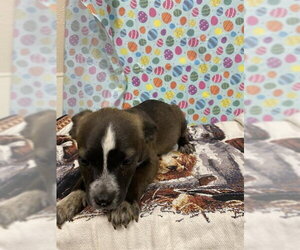 German Shepherd Dog-Unknown Mix Dogs for adoption in Modesto, CA, USA