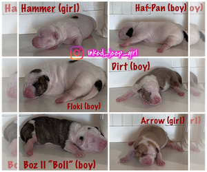American Pit Bull Terrier-Olde English Bulldogge Mix Puppy for Sale in GLENDALE, Arizona USA