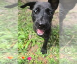 Small Labrador Retriever Mix