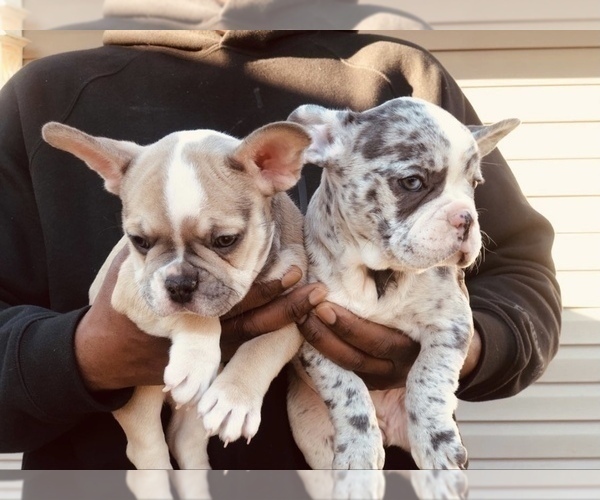 Medium Photo #5 French Bulldog Puppy For Sale in KENDALL PARK, NJ, USA