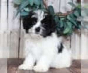 Lhasa-Poo Puppy for sale in MOUNT VERNON, OH, USA