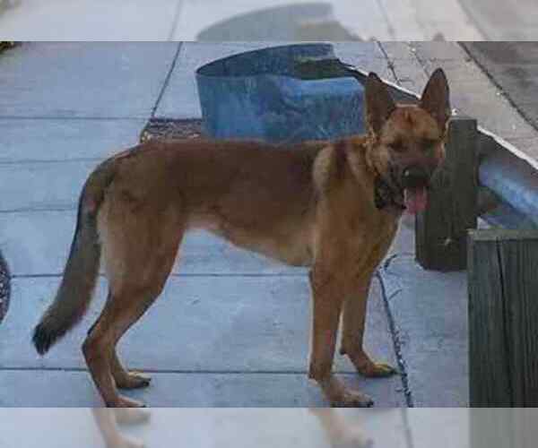 Medium Photo #2 German Shepherd Dog Puppy For Sale in ESCONDIDO, CA, USA