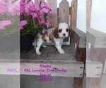 Puppy Ainsley Cavalier King Charles Spaniel