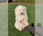 Small Photo #27 Miniature American Eskimo Puppy For Sale in OREGON CITY, OR, USA