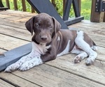 Puppy Star German Shorthaired Pointer