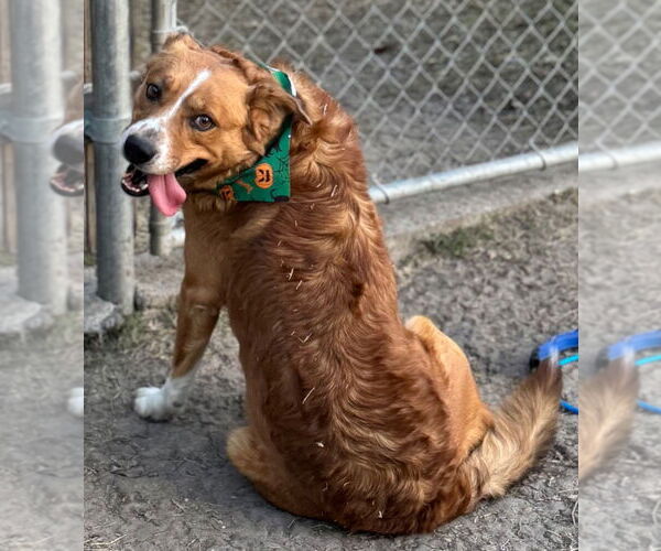 Medium Photo #1 Mutt Puppy For Sale in Great Bend, KS, USA