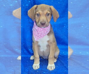 Labrador Retriever-Unknown Mix Dogs for adoption in Wetumpka, AL, USA