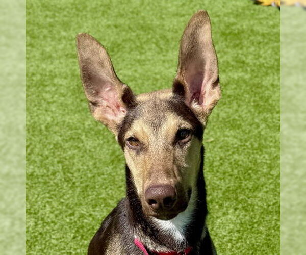 Medium Photo #2 Doberman Pinscher-Unknown Mix Puppy For Sale in San Francisco, CA, USA