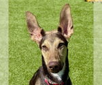 Small #1 Doberman Pinscher Mix