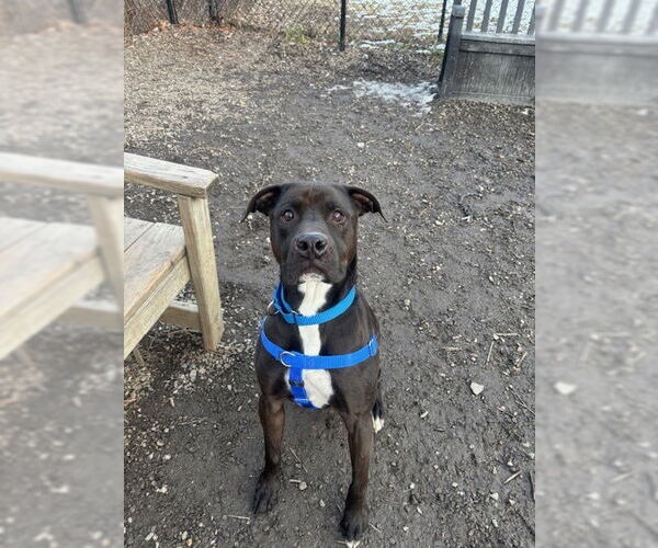 Medium Photo #1 Labrador Retriever-Unknown Mix Puppy For Sale in Elmsford, NY, USA