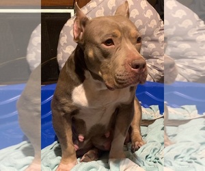 Mother of the American Bully puppies born on 11/22/2025