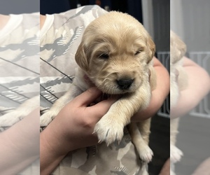 Medium Golden Retriever