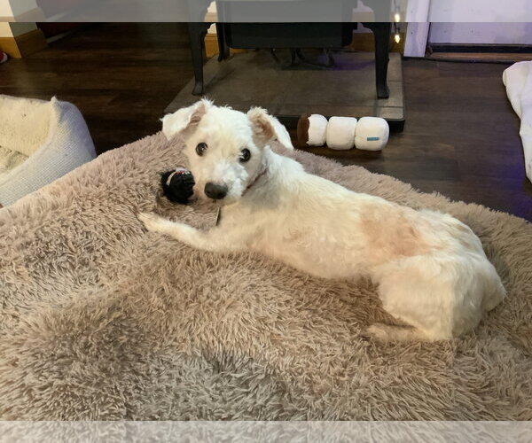 Medium Photo #11 Bichon Frise-Unknown Mix Puppy For Sale in Rootstown, OH, USA