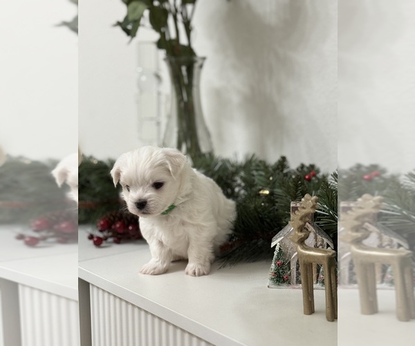 Medium Photo #9 Maltese Puppy For Sale in CITRUS HEIGHTS, CA, USA