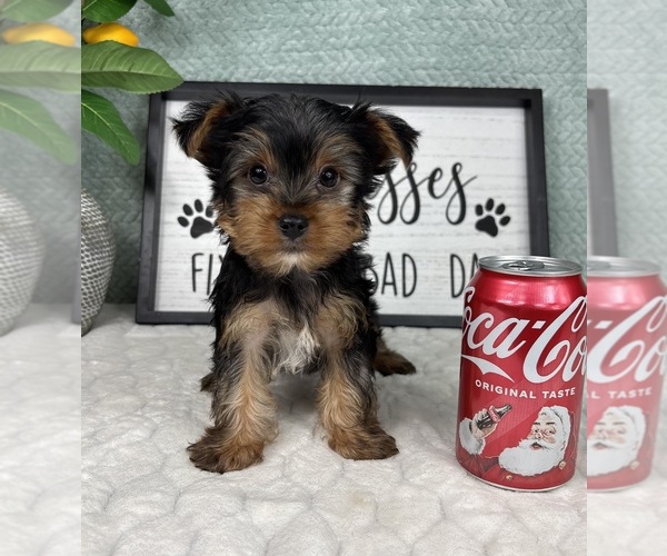 Medium Photo #2 Yorkshire Terrier Puppy For Sale in FRANKLIN, IN, USA