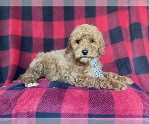 Poodle (Miniature) Puppy for sale in LAKELAND, FL, USA