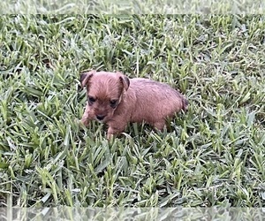 Medium Yorkshire Terrier