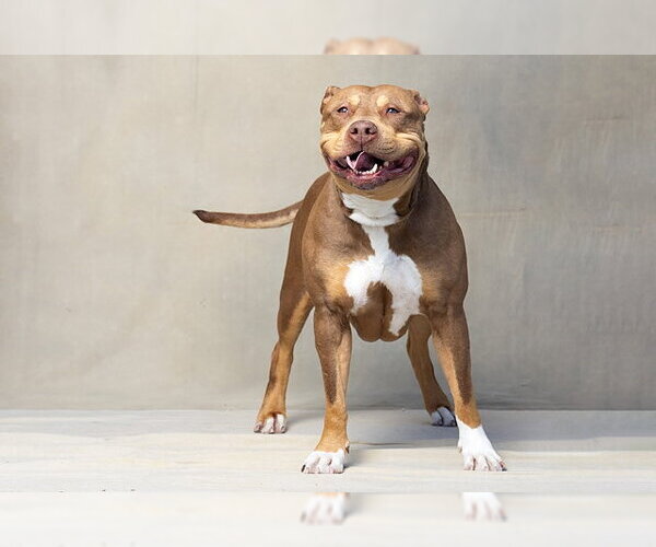 Medium Photo #2 Mutt Puppy For Sale in Jackson, CA, USA