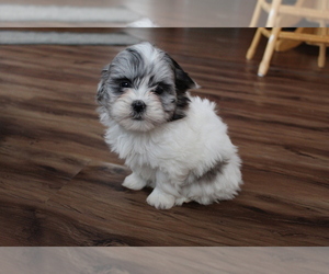 ShihPoo Puppy for sale in EVART, MI, USA