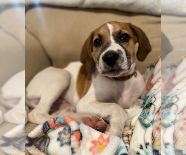 Medium Photo #27 American Pit Bull Terrier-Treeing Walker Coonhound Mix Puppy For Sale in Spotsylvania, VA, USA