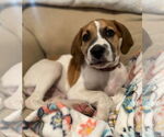Small #26 American Pit Bull Terrier-Treeing Walker Coonhound Mix