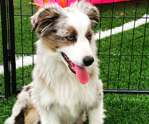 Mother of the Aussiedoodle Miniature  puppies born on 10/31/2025