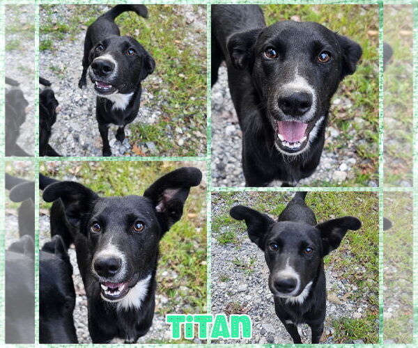 Medium Photo #2 Border Collie-Unknown Mix Puppy For Sale in Blacksburg, SC, USA