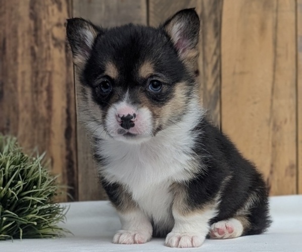 Medium Photo #10 Pembroke Welsh Corgi Puppy For Sale in GOSHEN, IN, USA