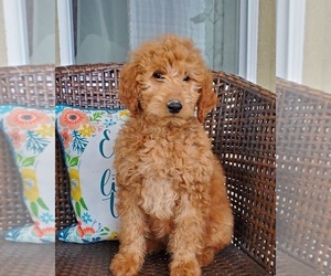 Goldendoodle Puppy for sale in BELLEVUE, WA, USA