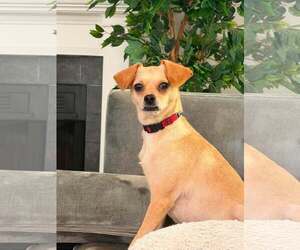 Chihuahua-Unknown Mix Dogs for adoption in Mount Pleasant, SC, USA