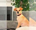 Small Chihuahua Mix