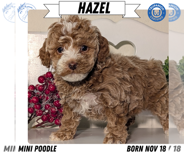 Medium Photo #1 Poodle (Miniature) Puppy For Sale in GOSHEN, IN, USA