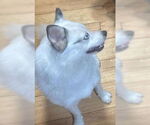 Small #5 Australian Terrier-Pomeranian Mix