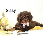 Puppy Sissy Great Dane