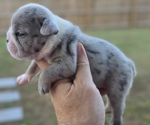 Bulldog Puppy for sale in FREDERICKSBURG, VA, USA