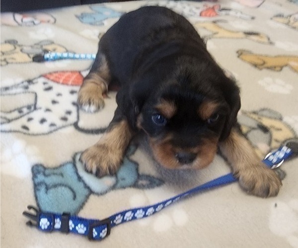 Medium Photo #5 Aussalier Puppy For Sale in ATHOL, ID, USA