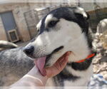 Small #8 Siberian Husky Mix