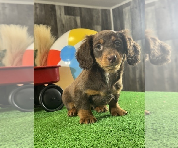Medium Photo #4 Dachshund Puppy For Sale in CANOGA, NY, USA