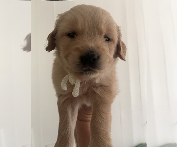 Medium Photo #9 Golden Retriever Puppy For Sale in SAN MARCOS, TX, USA