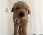 Small #8 Golden Retriever