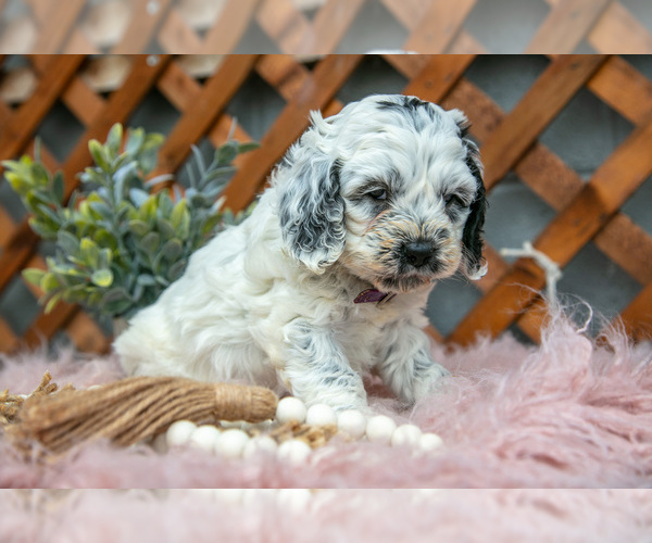 Medium Photo #3 Cock-A-Poo Puppy For Sale in MILLERSBURG, OH, USA