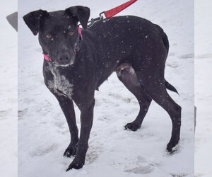 Pepper - Female Beagle-Unknown Mix Dog for Adoption - Photo #4