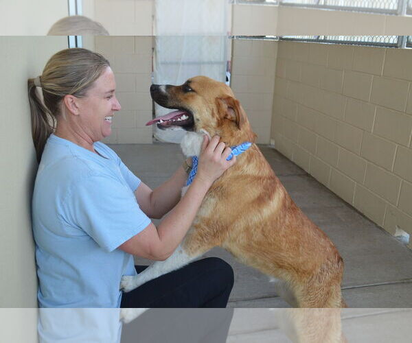 Medium Photo #2 Labrador Retriever-Unknown Mix Puppy For Sale in McKinney, TX, USA
